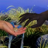 1622e1  Images from Telaria River, an orginal full-length faerie tale novel : faerie, fairy, Mythography Creations, Telaria River